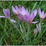 билка Мразовец - Colchicum automnale