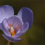 Random image: билка Мразовец  цвят - Colchicum automnale