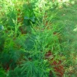 Аспарагус билка - Asparagus officinalis L