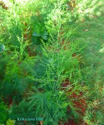 Аспарагус билка - Asparagus officinalis L