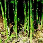 Аспарагус-вертикални издънки - Asparagus officinalis L