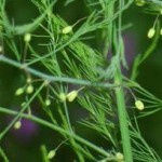 Аспарагус цветове - Asparagus officinalis L