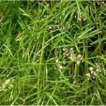 Билка Аспарагус - Asparagus officinalis L