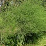 Random image: Билка Аспарагус  в природата - Asparagus officinalis L