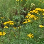 Билка Вратига в природата - Tanacetum vulgare L.