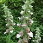 Random image: Билка Вълнест напръстник  - Digitalis lanata Ehrh.