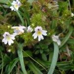 Билка Очанка - Euphrasia officinalis