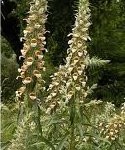 Random image: Вълнест напръстник билка - Digitalis lanata Ehrh.