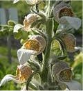 Random image: Вълнест напръстник  плод - Digitalis lanata Ehrh.