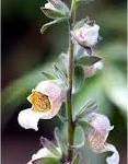 Random image: Вълнест напръстник  цвят- Digitalis lanata Ehrh.