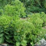 Random image: Голяма тлъстига в градината - Sedum maximum L.