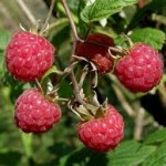 Random image: Клонче  Малина - Rubus idaeus L.