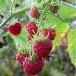 Малина - Rubus idaeus L.