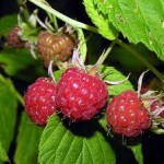 Random image: Малина зрял плод - Rubus idaeus L.