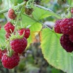 Малина плод - Rubus idaeus L.