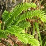 Наваличе листа - Polystichum lonchitis (L.) Roth