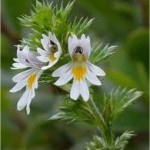 Очанка - Euphrasia officinalis