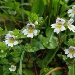 Очанка билка - Euphrasia officinalis