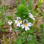 Очанка в природата - Euphrasia officinalis