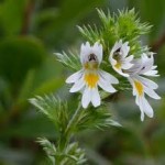 Очанка цветове - Euphrasia officinalis