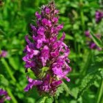 Random image: Ранилист Билка  -  Betonicae officinalis