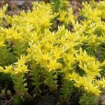 Цветовете на Лютивата тлъстига - Sedum acre L.