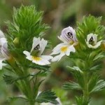 Цвят на Очанка - Euphrasia officinalis