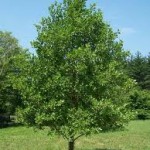 Черна елша дърво - Alnus glutinosa