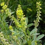 Random image: Билка Жълта комунига - Melilotus officinalis