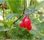 Билка Разводник - (Solanum dulcamara L.)