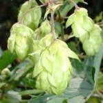 Билка Хмел - Humulus lupulus L.