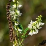 Бяла комунига плод - Melilotus Albus DESeft.