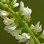 Бяла комунига цвят - Melilotus Albus DESeft.