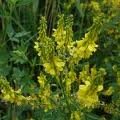 Жълта комунига - Melilotus officinalis
