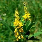 Жълта комунига билка - Melilotus officinalis