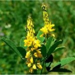 Random image: Жълта комунига билка - Melilotus officinalis