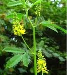 Жълта комунига стрък - Melilotus officinalis