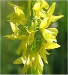Жълта комунига цвят - Melilotus officinalis
