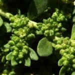 Random image: Изсипливче билка - Herniaria glabra L.