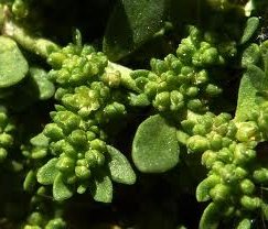 Изсипливче билка - Herniaria glabra L.
