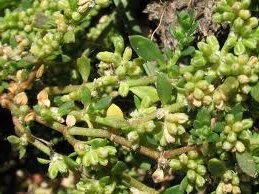 Изсипливче цвят - Herniaria glabra L.