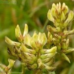 Орлови нокти билка - Astragalus glycyphyllos