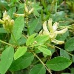 Орлови нокти лечебно растение - Astragalus glycyphyllos