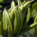Орлови нокти плод - Astragalus glycyphyllos