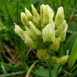 Орлови нокти цвят - Astragalus glycyphyllos