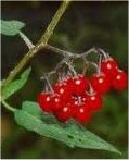 Разводник билка - (Solanum dulcamara L.)