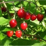 Разводник лечебно растение - (Solanum dulcamara L.)