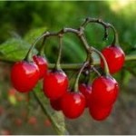 Разводник плод - (Solanum dulcamara L.)