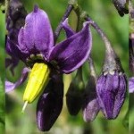 Разводник цвят - (Solanum dulcamara L.)