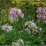 Сапунче билка - Saponaria officinalis L.